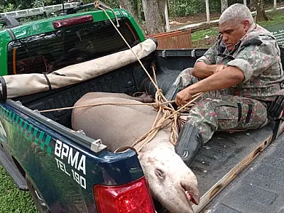 Anta de 280 kg é resgatada de atropelamento na BR 262