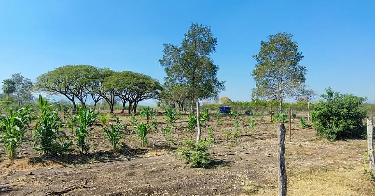 Em meio à seca, verde da agrofloresta de Assentamento se destaca no Pantanal