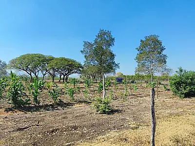 Em meio à seca, verde da agrofloresta de Assentamento se destaca no Pantanal