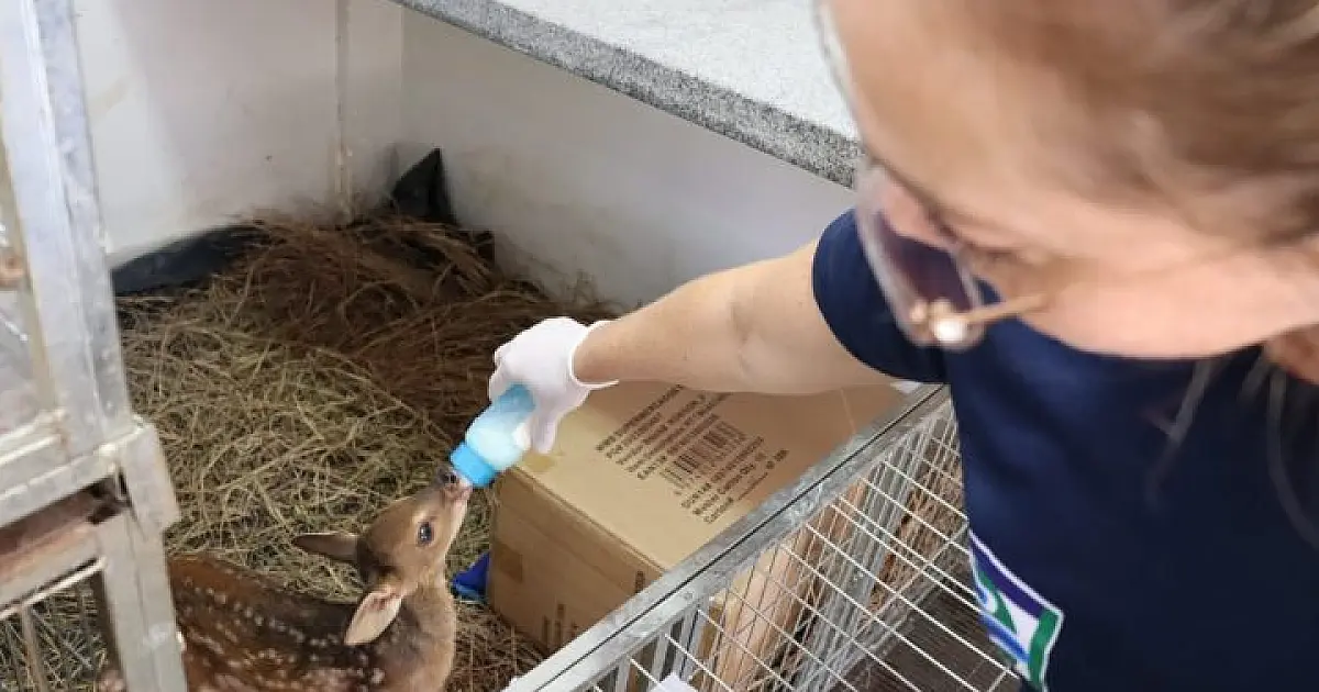 Mais de 60 filhotes órfãos estão sob cuidados intensivos no hospital veterinário