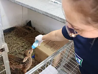 Mais de 60 filhotes órfãos estão sob cuidados intensivos no hospital veterinário