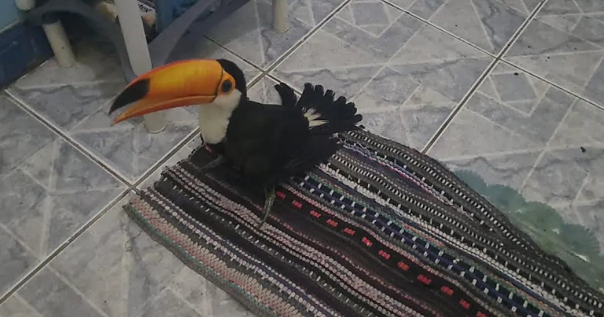 Tucano ferido por galinhas é resgatado pela PMA