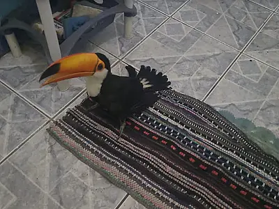 Tucano ferido por galinhas é resgatado pela PMA