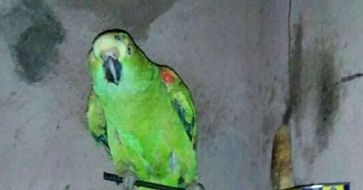 Dona de papagaio morto no Cras pede indenização de R$ 80 mil
