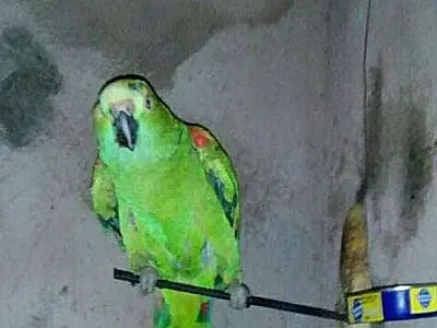 Dona de papagaio morto no Cras pede indenização de R$ 80 mil