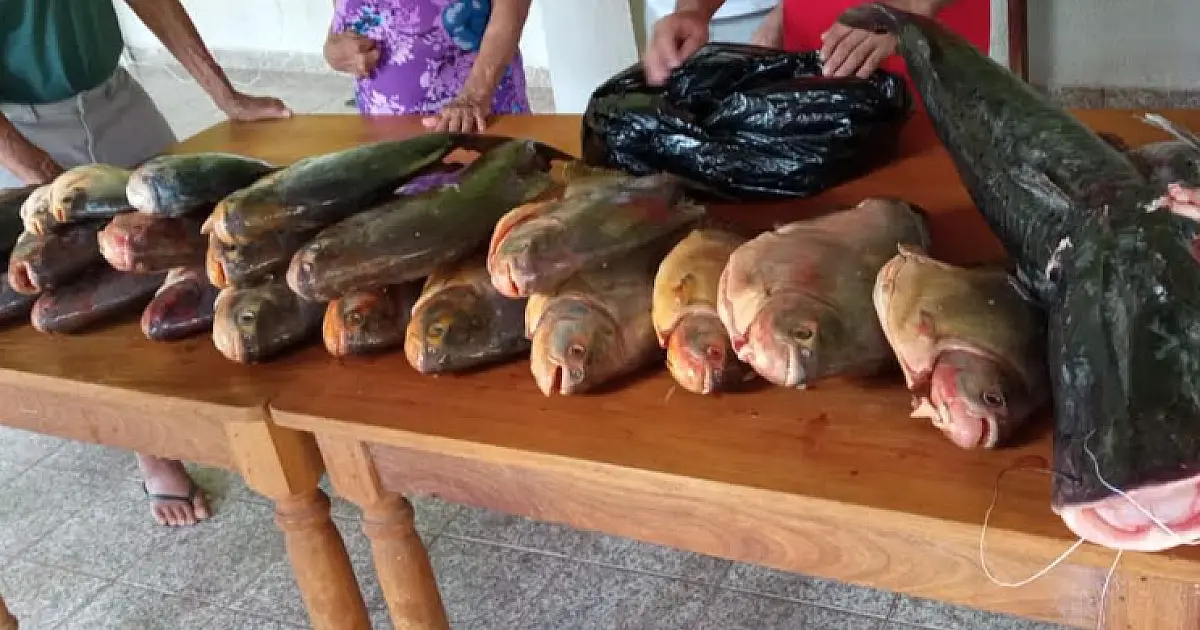 Pescado apreendido na Operação Semana Santa é doado para instituições filantrópicas