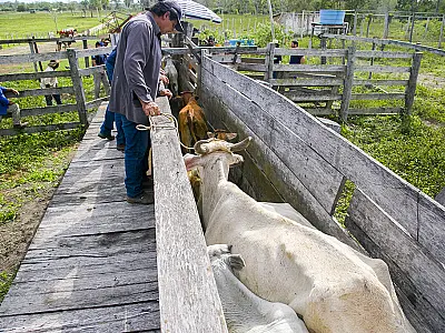 Iniciada ação de melhoramento genético bovino nos assentamentos rurais de Corumbá