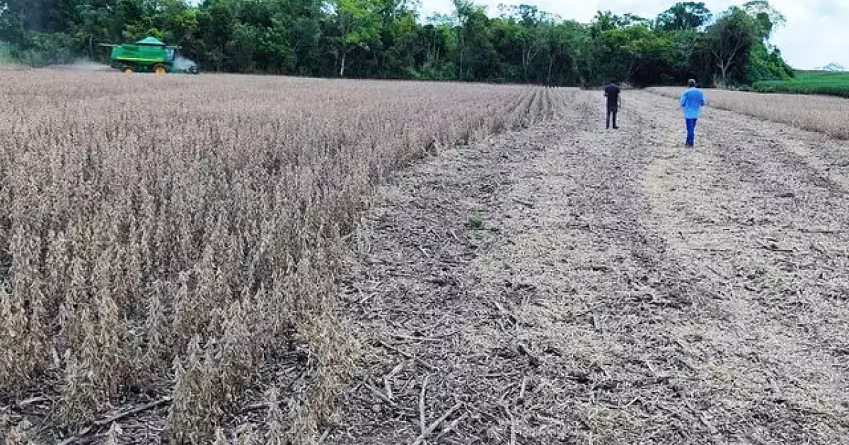 Estiagem afetou 500 mil hectares de soja em MS, confirma boletim