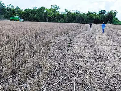 Estiagem afetou 500 mil hectares de soja em MS, confirma boletim