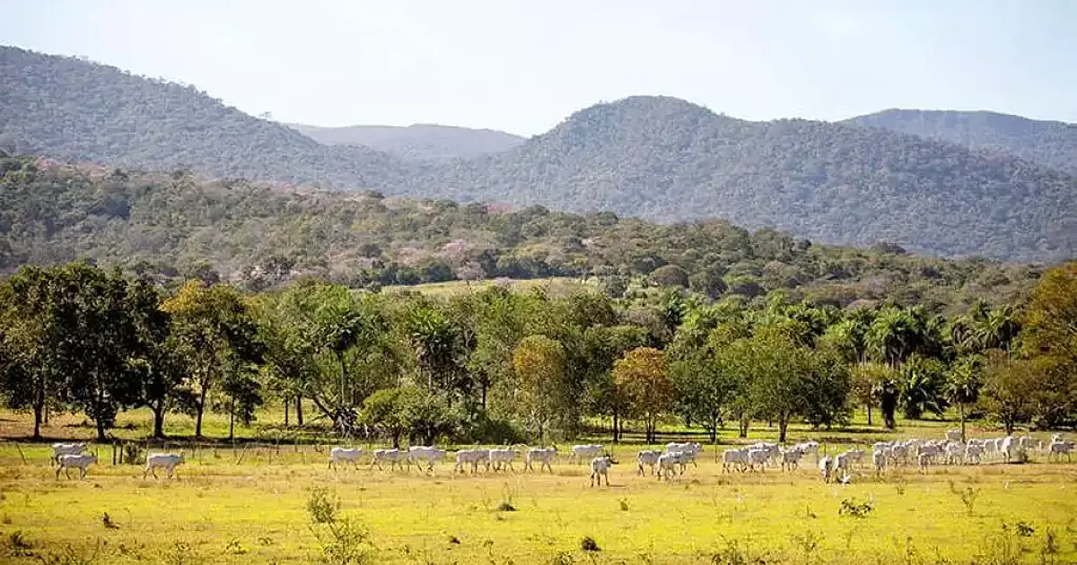 Mato Grosso do Sul tem a menor área desmatada do Brasil nos últimos 7 anos