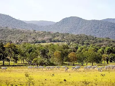 Mato Grosso do Sul tem a menor área desmatada do Brasil nos últimos 7 anos