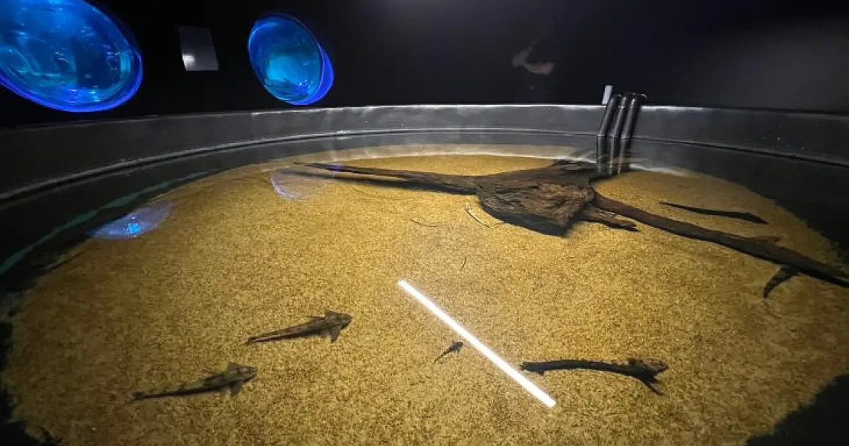 Peixes resgatados da decoada fortalecem pesquisas científicas no Bioparque Pantanal