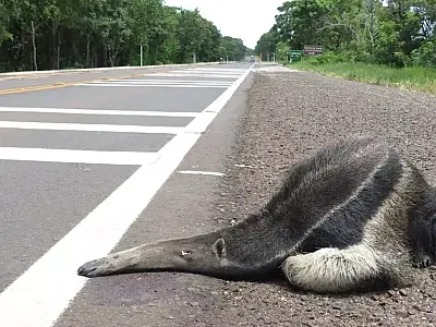 Livro do DNIT usa caso de MS para orientar proteção da fauna nas BRs