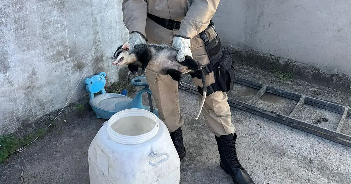 Gambá causa alvoroço em comércio e é capturado pelo Corpo de Bombeiros