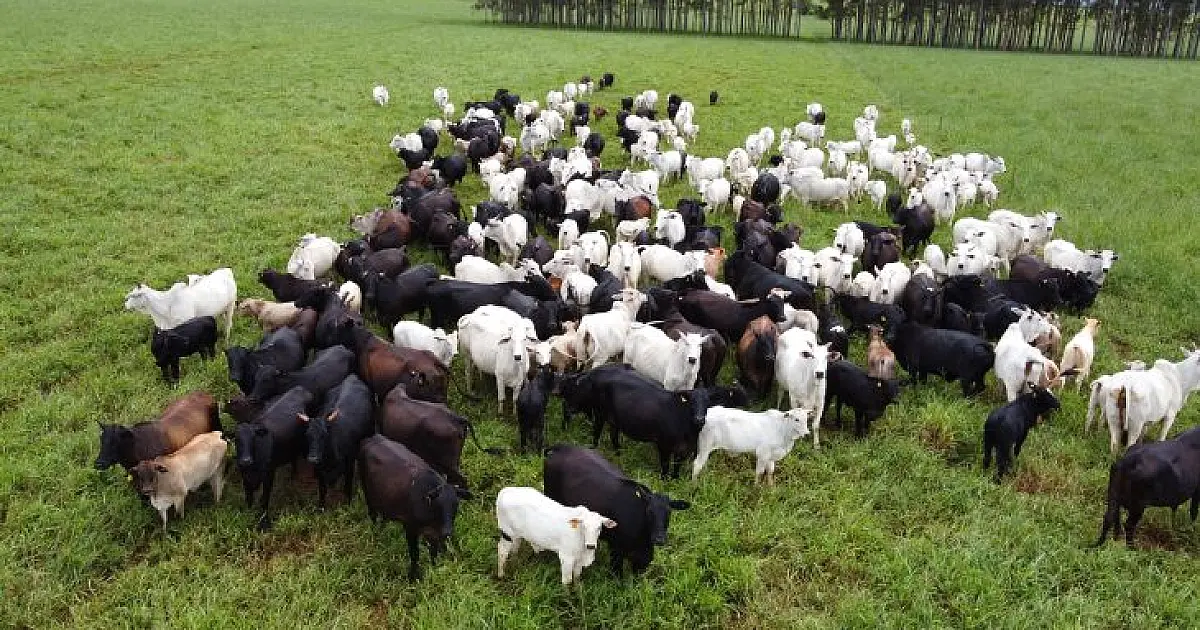 Quase 40% dos produtores de MS ainda não declararam rebanho à Iagro