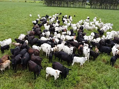 Quase 40% dos produtores de MS ainda não declararam rebanho à Iagro