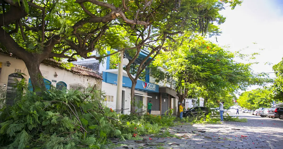 Consulta pública convoca população para elaborar o Plano de Arborização Urbana
