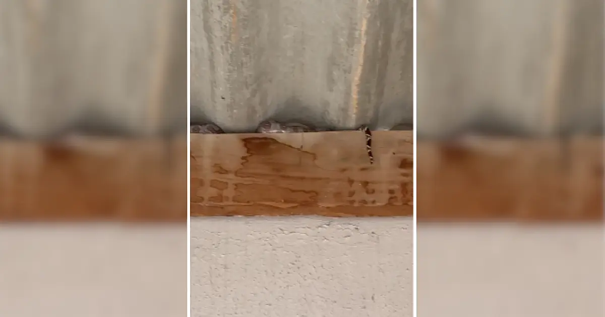 Jiboia em telhado de garagem assusta moradores do bairro Nova Corumbá