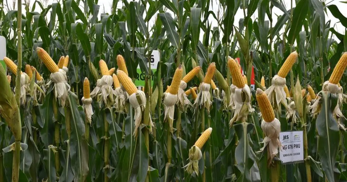 Tecnologia de irrigação faz produtividade do milho saltar 45% em MS