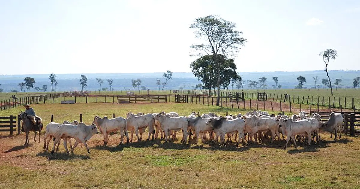 Iagro alerta produtores sobre vacinação obrigatória contra brucelose em MS