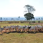Iagro alerta produtores sobre vacinação obrigatória contra brucelose em MS