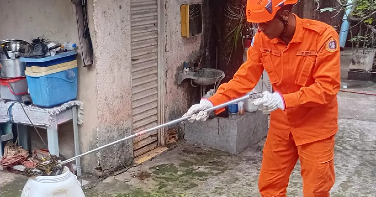 Sucuri de 3 metros é resgatada em cozinha de residência em Ladário
