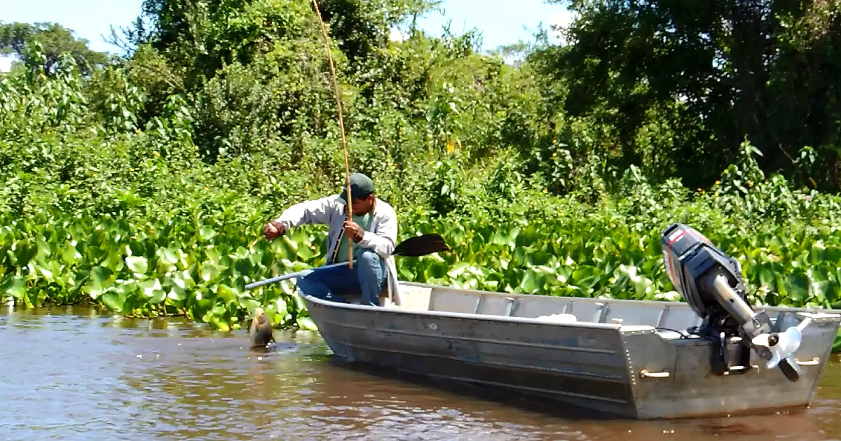 Pesquisas ajudam a moldar regras da pesca no Pantanal