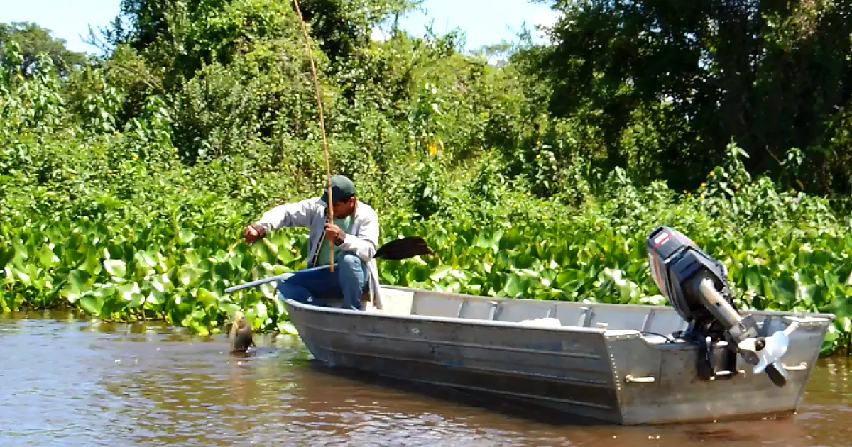 Pesquisas subsidiam políticas públicas de Pesca no Pantanal