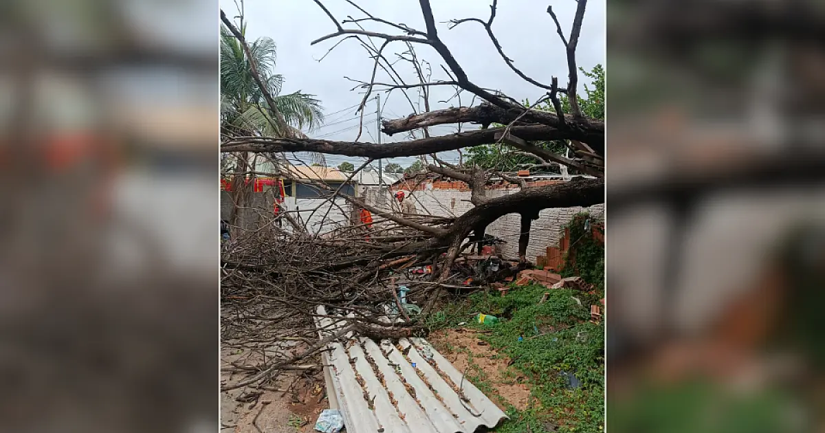 Árvore desaba e destrói telhado de casa no bairro Nossa Senhora de Fátima