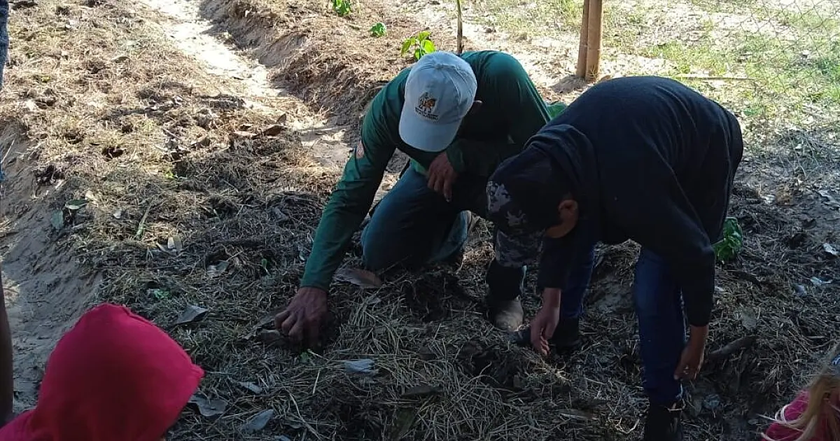 Agroflorestas em escolas do Pantanal recebem mais de 2 mil mudas