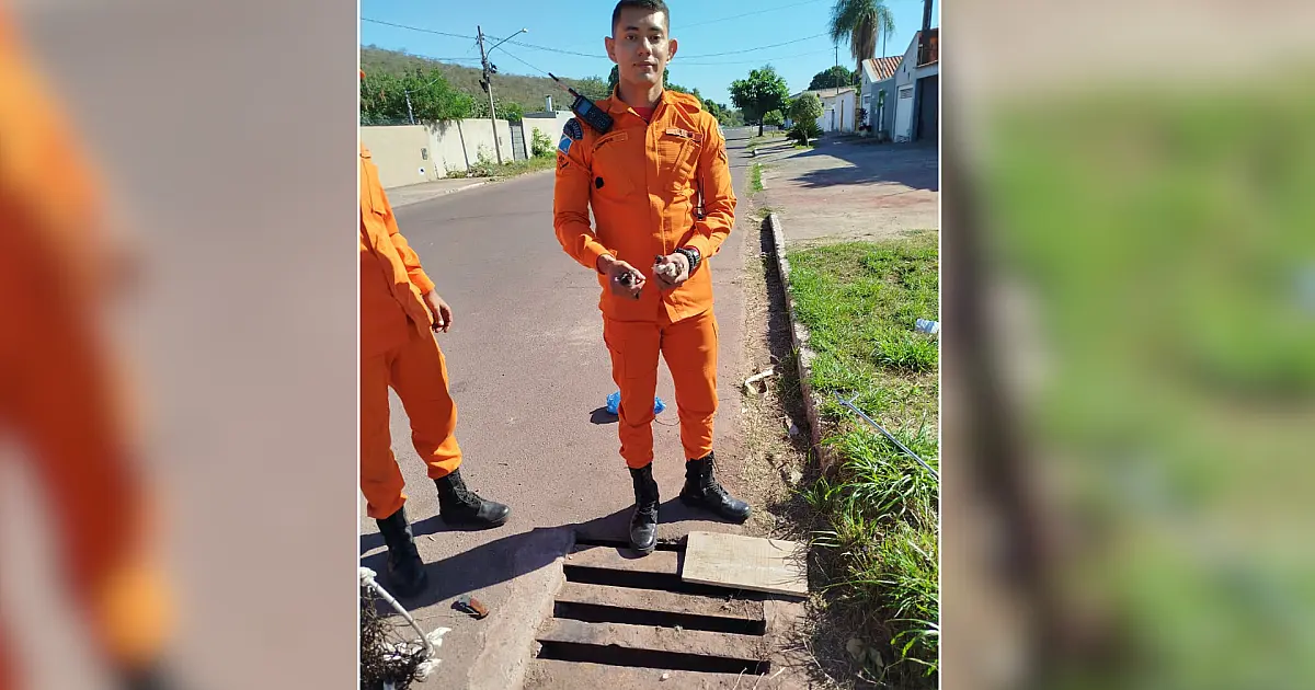 Operação paciência: Bombeiros resgatam pintinhos de bueiro de 2 metros em Corumbá
