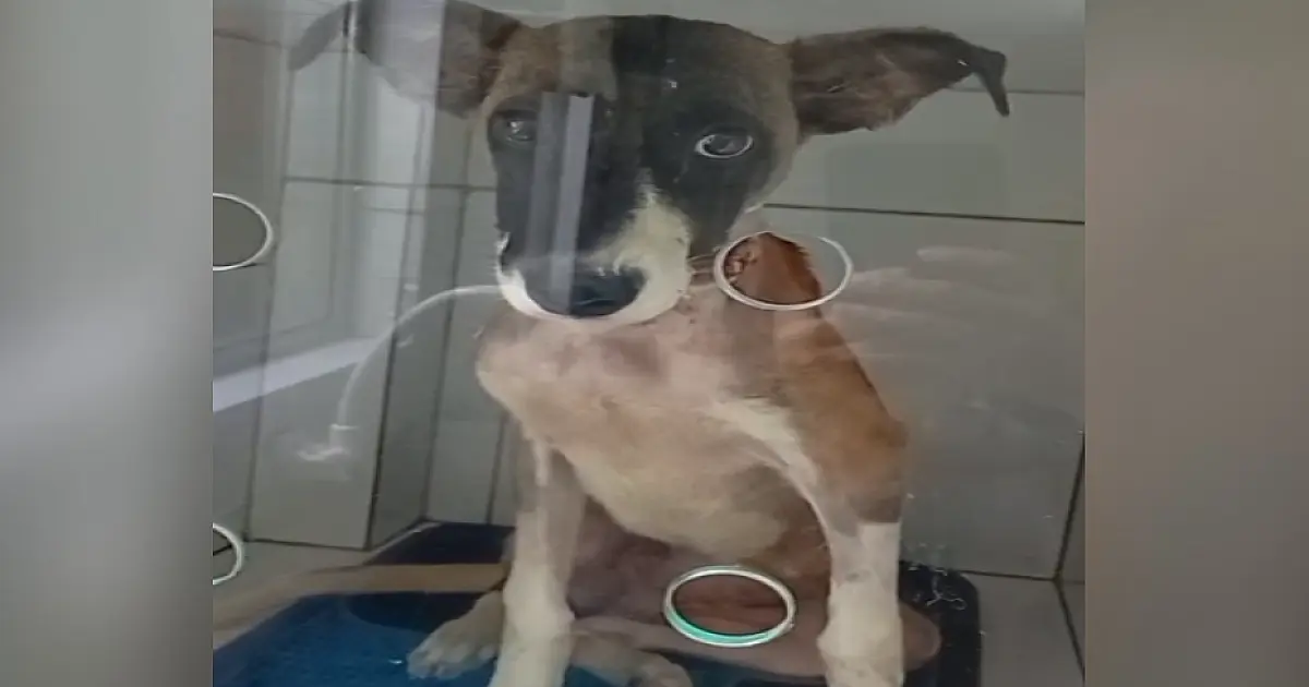 Cadela resgatada pelos bombeiros em Corumbá aguarda adoção