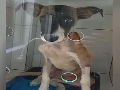 Cadela resgatada pelos bombeiros em Corumbá aguarda adoção