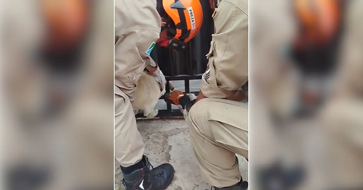 Bombeiros resgatam cachorro preso em grade de portão no Nova Corumbá
