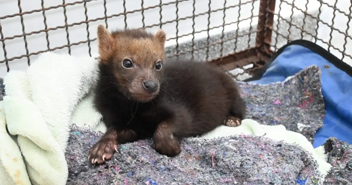Filhote de cachorro-vinagre resgatado representa um marco na conservação da espécie