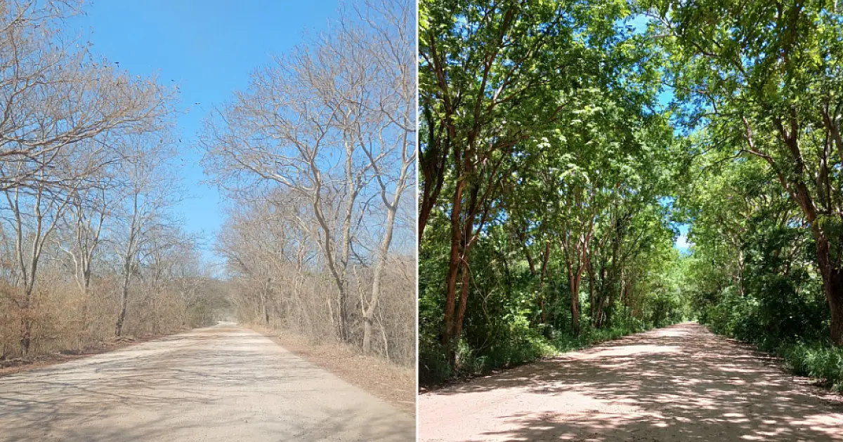 Estudo projeta aquecimento severo e colapso no ciclo de cheias do Pantanal até 2070