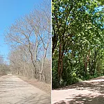 Estudo projeta aquecimento severo e colapso no ciclo de cheias do Pantanal até 2070