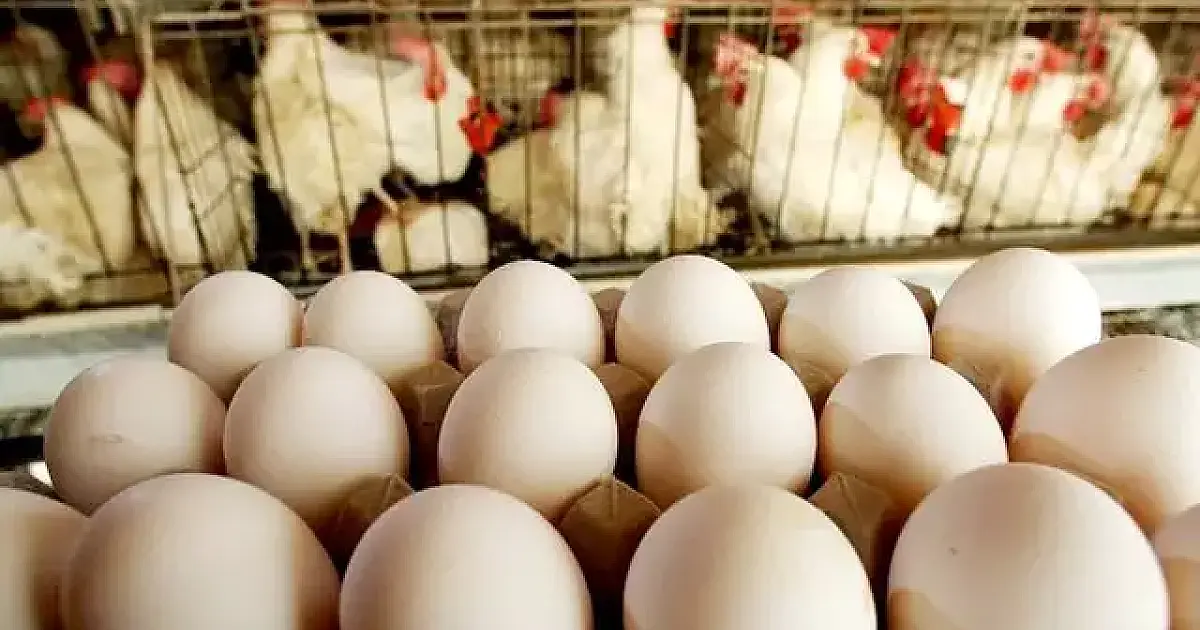 Produção de ovos em MS cresce 228% em dez anos e supera média nacional