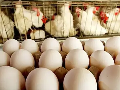 Produção de ovos em MS cresce 228% em dez anos e supera média nacional