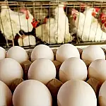Produção de ovos em MS cresce 228% em dez anos e supera média nacional