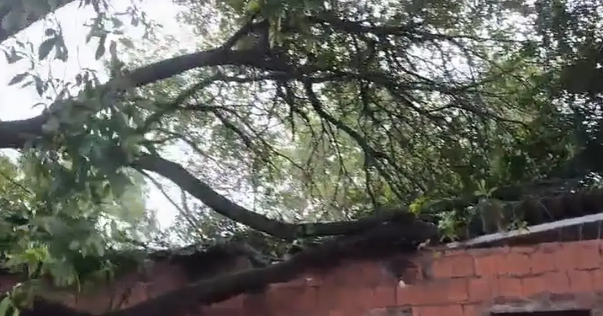 Queda de árvore de grande porte destrói telhado de casa no bairro Popular Nova