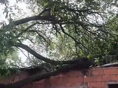 Queda de árvore de grande porte destrói telhado de casa no bairro Popular Nova
