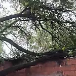 Queda de árvore de grande porte destrói telhado de casa no bairro Popular Nova