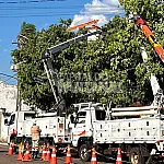 Ação conjunta demonstra manejo seguro de árvores próximas à rede elétrica