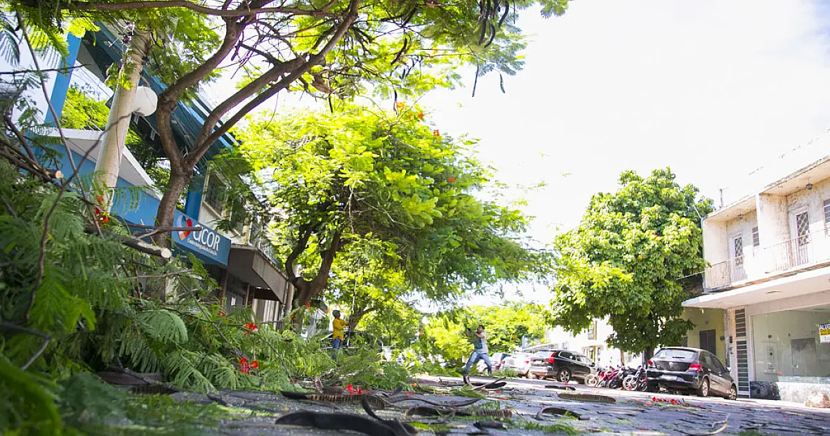 Corumbá abre consulta pública para definir plano de arborização urbana