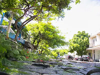 Encontro técnico debate manejo da arborização urbana e segurança da rede elétrica