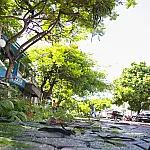 Corumbá abre consulta pública para definir plano de arborização urbana