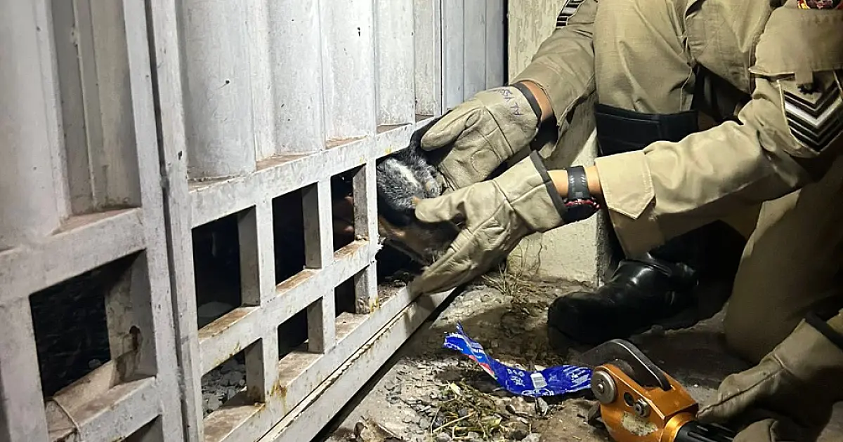 Bombeiros cortam portão para salvar cão em Corumbá