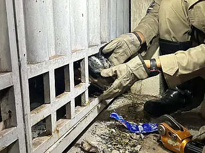 Bombeiros cortam portão para salvar cão em Corumbá