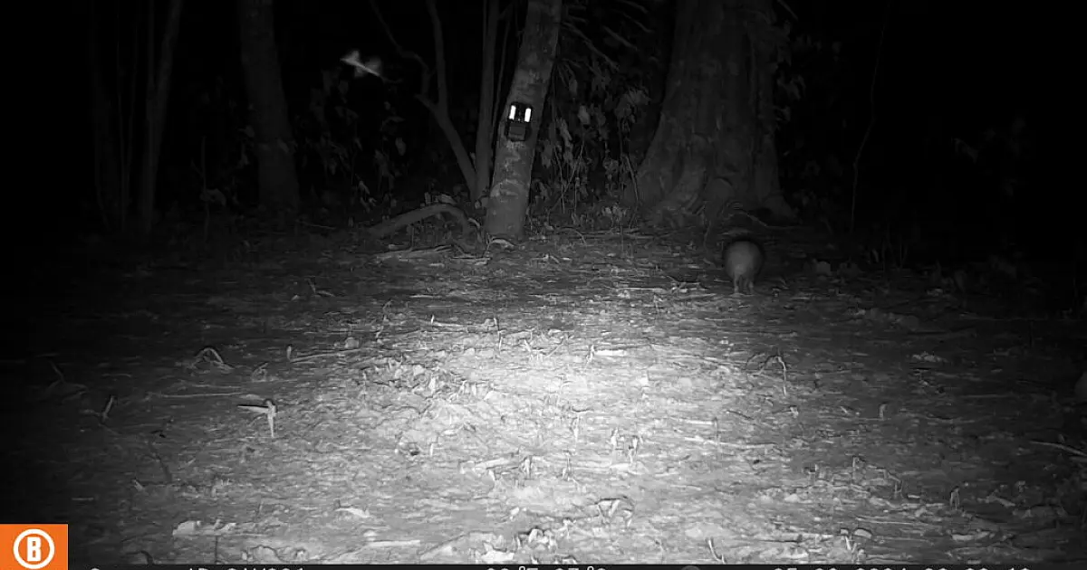 Dia da Conservação da Natureza: Monitoramento registra casal de raro tatu-bola no Pantanal